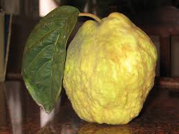 Essential Oil - Bergamot-1