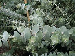 Essential Oil - Eucalyptus-1